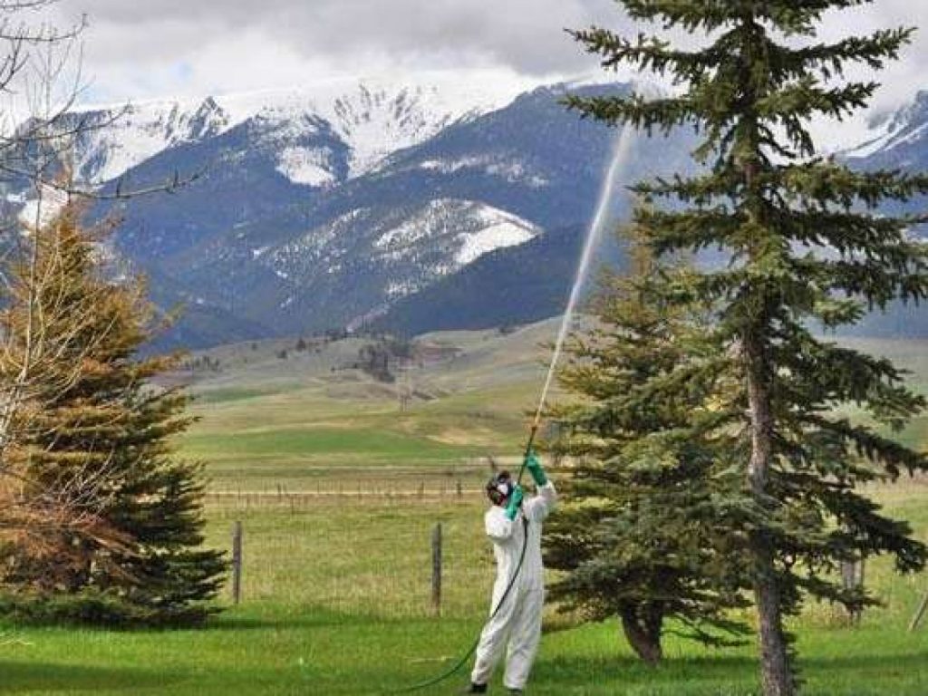 Man in coveralls spraying tree