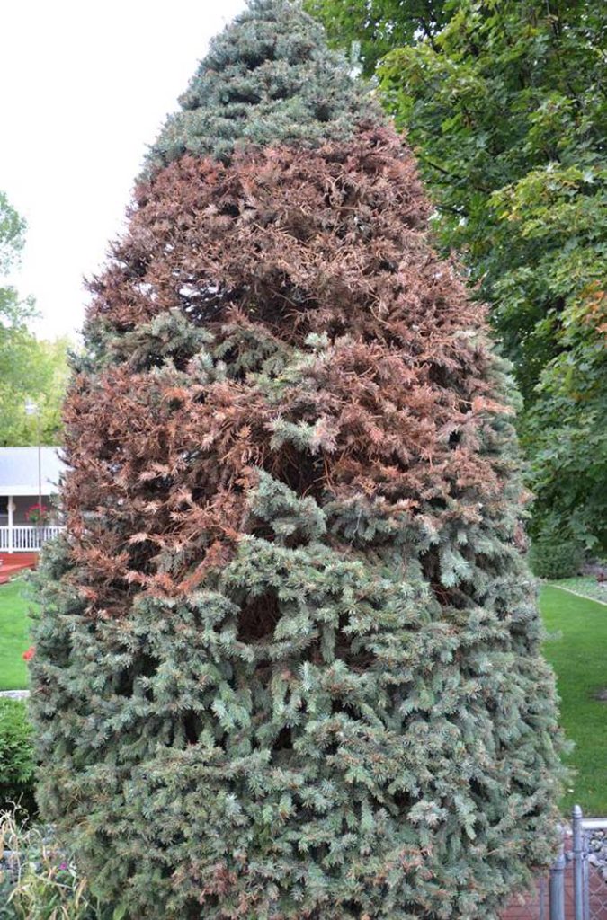 Damaged Spruce Tree