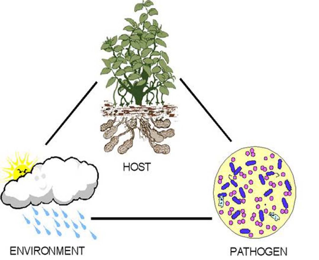 Tree Disease Treatment