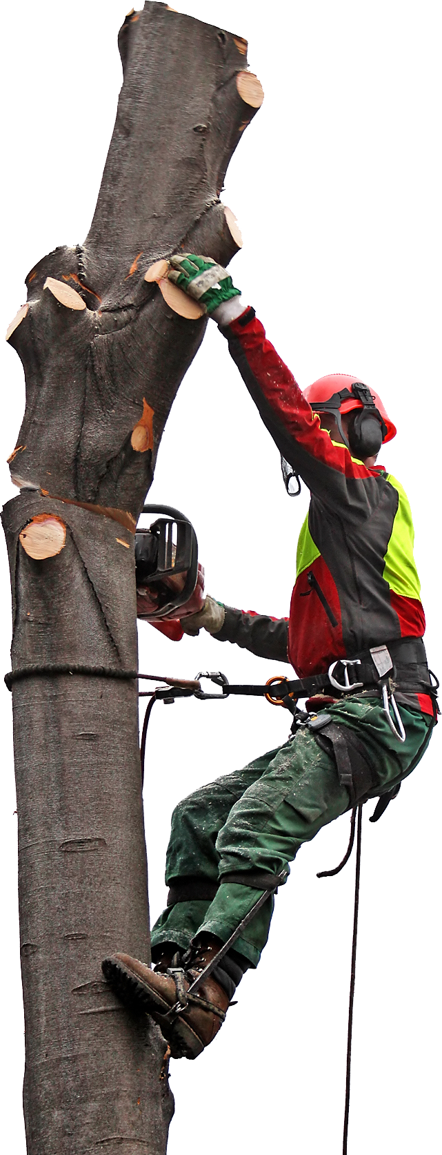 Yellowstone Valley Tree Surgeons Tree Services Billings MT